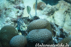 Gewoehnlicher-Rotfeuerfisch_adult-Malediven-2013-003