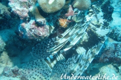 Gewoehnlicher-Rotfeuerfisch_adult-Malediven-2013-004