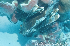 Gewoehnlicher-Rotfeuerfisch_adult-Malediven-2013-005