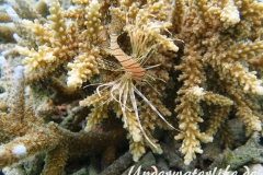 Gewoehnlicher-Rotfeuerfisch_adult-Malediven-2013-008