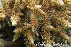 Gewoehnlicher-Rotfeuerfisch_adult-Malediven-2013-009