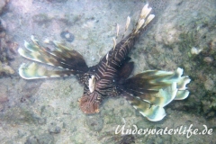 Roterfeuerfisch_adult-Marsa alam-2012-2