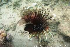 Roterfeuerfisch_adult-Marsa alam-2012-3