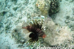 Roterfeuerfisch_adult-Marsa alam-2012-4