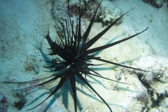 Rotfeuerfisch schwarze Variante_adult-Malediven-2013-01