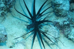 Rotfeuerfisch schwarze Variante_adult-Malediven-2013-02