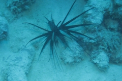 Rotfeuerfisch schwarze Variante_adult-Malediven-2013-03