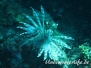 Rotfeuerfisch (Pterois miles) Karibik