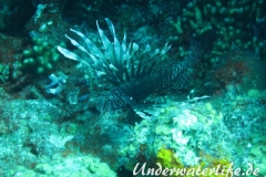 Rotfeuerfisch_adult-Karibik-2014-07