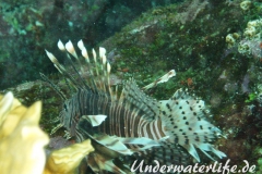 Rotfeuerfisch_adult-Karibik-2014-09