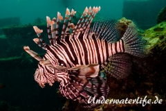 Rotfeuerfisch_adult-Thailand-2017-001