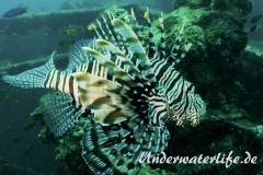 Rotfeuerfisch_adult-Thailand-2017-002