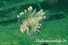 Rotfeuerfisch_adult-Thailand-2017-004