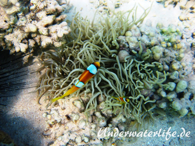Rotmeer-Anemonenfisch_adult mit Jungtier-Marsa alam-2012-3