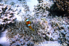 Rotmeer-Anemonenfisch_adult-Marsa alam-2012-1