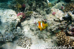 Rotmeer-Anemonenfisch_adult-Marsa alam-2012-4