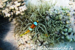 Rotmeer-Anemonenfisch_adult mit Jungtier-Marsa alam-2012-3