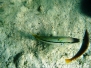 Rotmeer-Barbe (Parupeneus forsskali)
