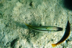 Rotmeer Barbe_adult-Marsa alam-2012-1