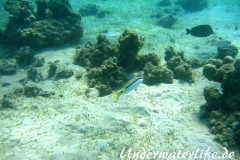 Rotmeer Barbe_adult-Marsa alam-2012-2