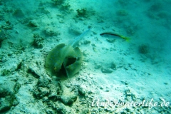 Rotmeer Barbe_adult-Marsa alam-2012-3