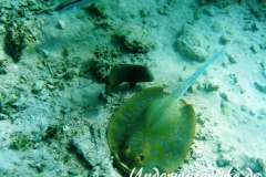 Rotmeer Barbe_adult-Marsa alam-2012-4