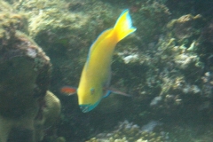 Rotmeer Buckelkopf-Papageifisch-Weibchen_adult-Marsa alam-2012-1