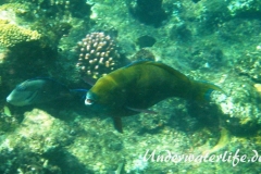 Rotmeer Buckelkopf-Papageifisch-Weibchen_adult-Marsa alam-2012-2