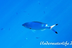 Rotmeer-Fuesselier_adult-Marsa alam-2012-2