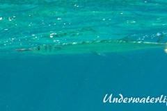 Rotmeer-Hornhecht_adult-Marsa alam-2012-1