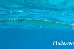 Rotmeer-Hornhecht_adult-Marsa alam-2012-2