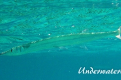 Rotmeer-Hornhecht_adult-Marsa alam-2012-3