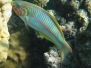 Rotmeer-Junker (Thalassoma rueppellii)