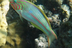 Rotmeer-Junker_adult-Marsa alam-2012-1