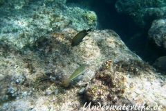 Rotmeer-Junker_adult-Marsa alam-2012-2