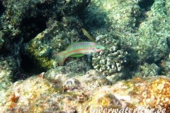 Rotmeer-Junker_adult_mit Jungtieren-Marsa alam-2012-1