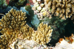 Rotmeer-Junker_juvenil-Marsa alam-2012-2