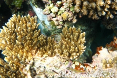 Rotmeer-Junker_juvinil-Marsa alam-2012-1