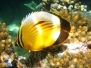 Rotmeer-Rippenfalterfisch (Chaetodon austriacus)