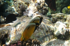 Rotmeer-Rippenfalterfisch_adult-Marsa alam-2012-1