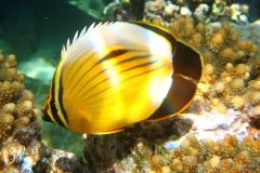 Rotmeer-Rippenfalterfisch_adult-Marsa alam-2012-2