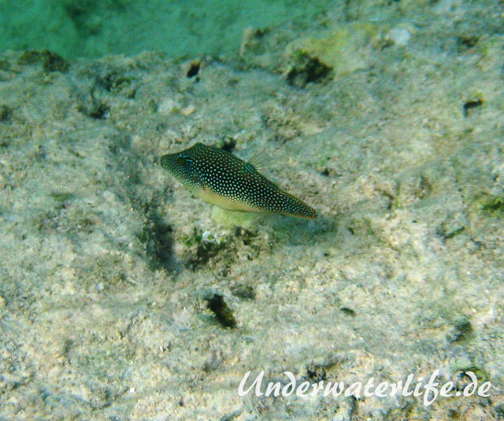Rotmeer-Spitzkopfkugelfisch_adult-Marsa alam-2012-1