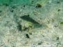 Rotmeer-Spitzkopfkugelfisch (Canthigaster margaritata)