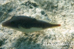 Rotmeer-Spitzkopfkugelfisch_adult-Marsa alam-2012-2