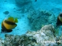 Rotmeer-Wimpelfisch (Heniochus intermedius)