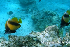 Rotmeer-Wimpelfisch_adult-Marsa alam-2012-1