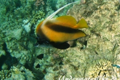 Rotmeer-Wimpelfisch_adult-Marsa alam-2012-2