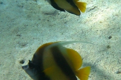 Rotmeer-Wimpelfisch_adult-Marsa alam-2012-3