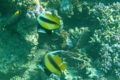 Rotmeer-Wimpelfisch_adult-Marsa alam-2012-4