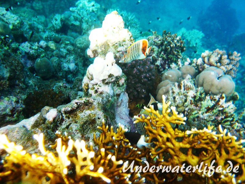 Rotmeer Winkel-Falterfisch_adult-Marsa alam-2012-1